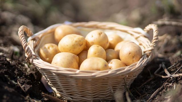 Lebensmittel: Deutlich mehr Kartoffeln in Thüringen geerntet