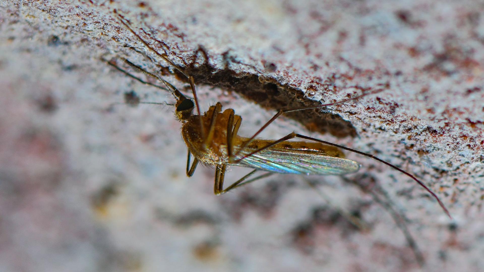 Insekten: Expertin: Klimawandel verlängert Aktivität der Stechmücken