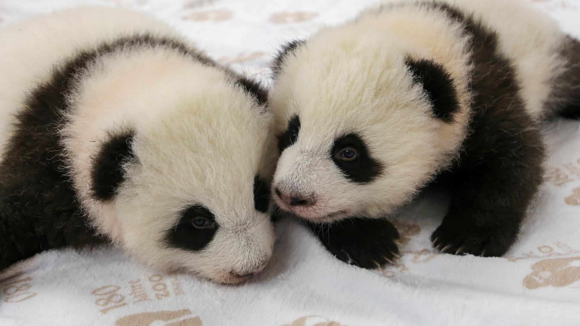 Berliner Zoo: Kurz vor Krabbelalter - Panda-Zwillingen geht es prächtig