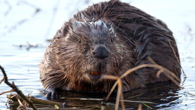 Geschützte Tierart: Bibervorkommen wachsen in Thüringen weiter