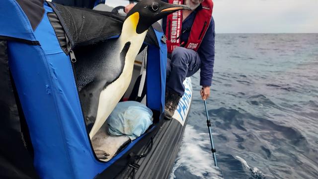 Auf dem Weg in die Antarktis: In Australien gestrandeter Kaiserpinguin wieder in Freiheit