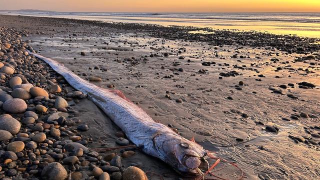 Tiefseefisch: Von wegen Weltuntergang - Forschende begeistert über Fische