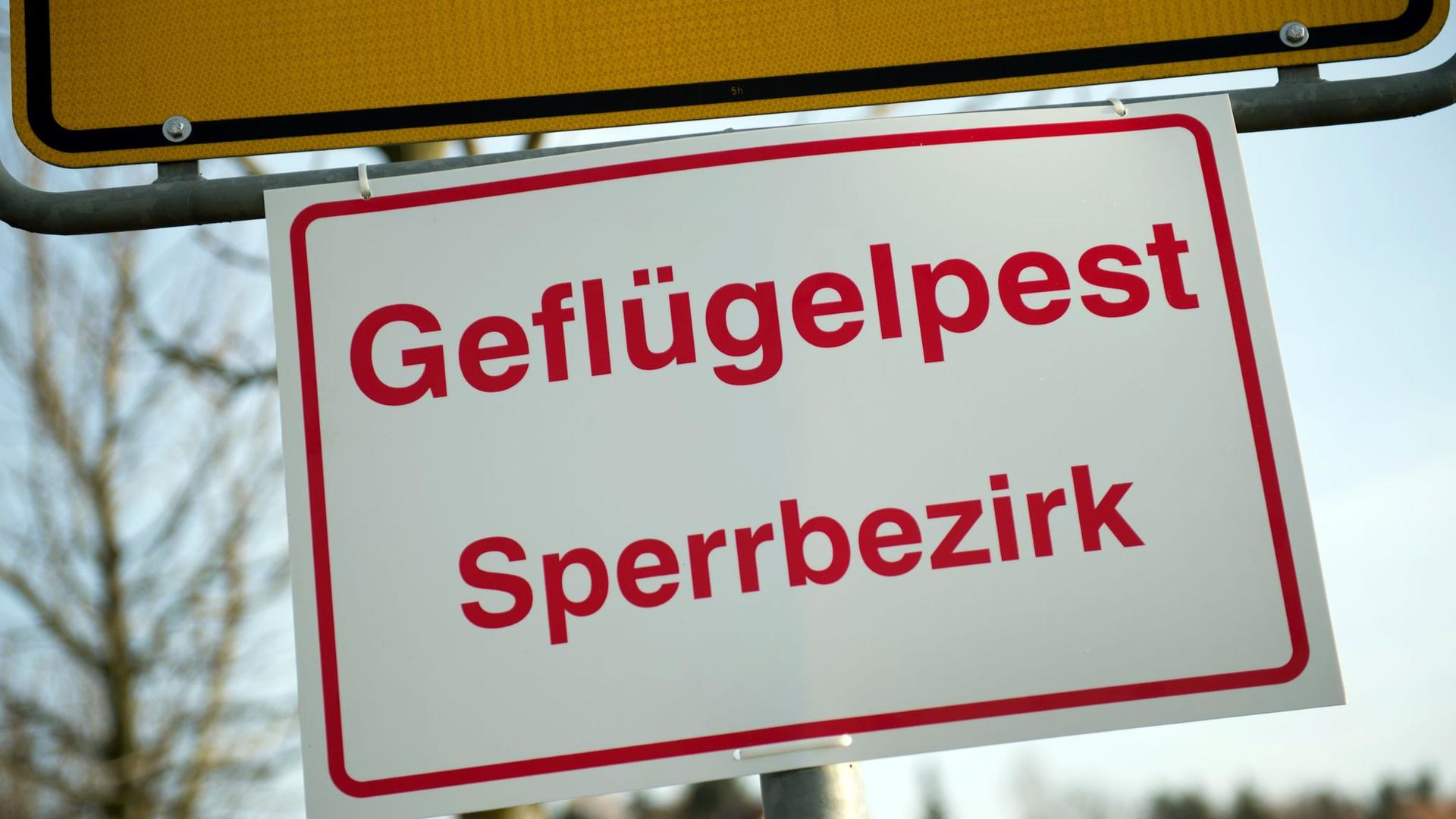 Tierseuche: Wieder Vogelgrippe-Ausbruch im Landkreis Rostock