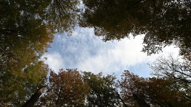 Natur unterstützen: Studie: Deutschland könnte wilder werden