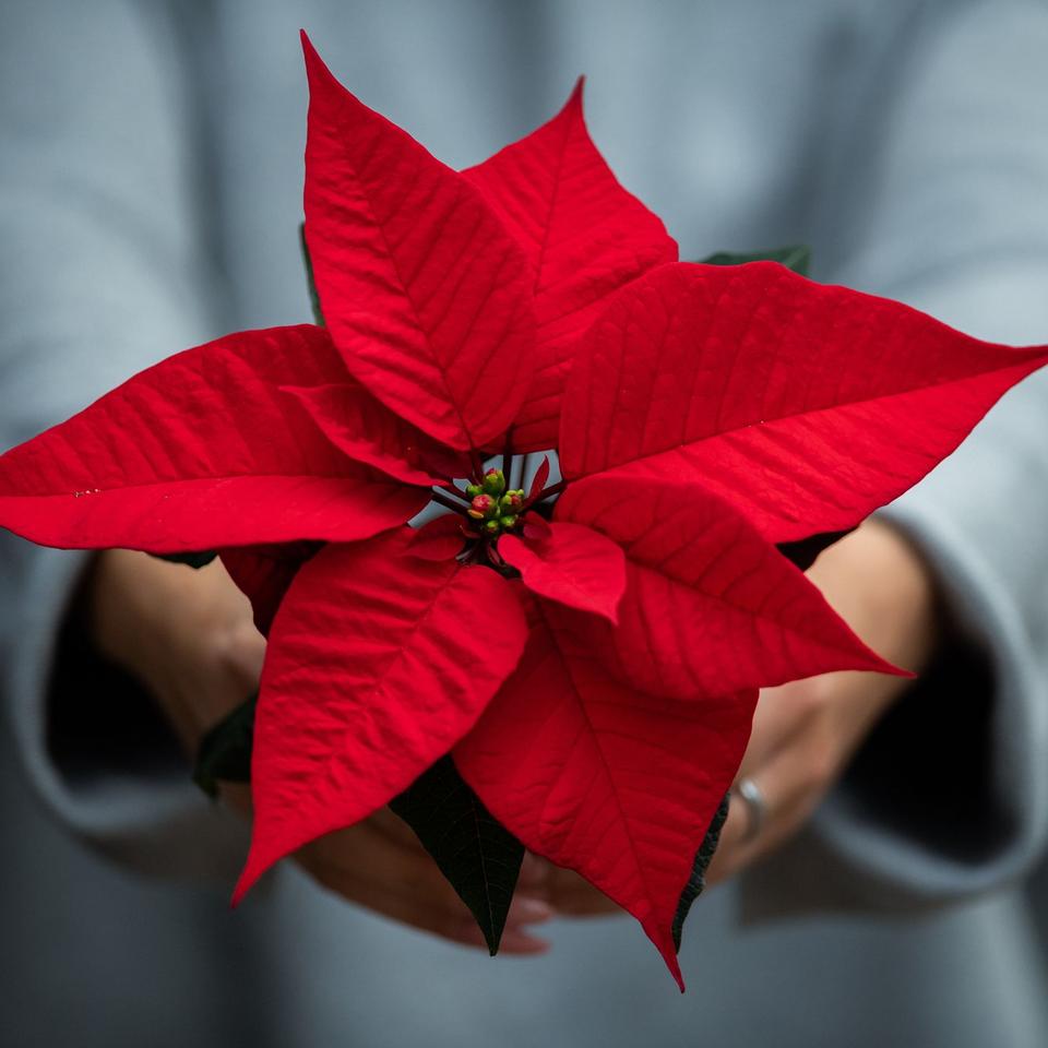 Nachhaltigkeit: Weihnachtsstern muss nicht nach einer Saison in den Biomll  | DIE ZEIT