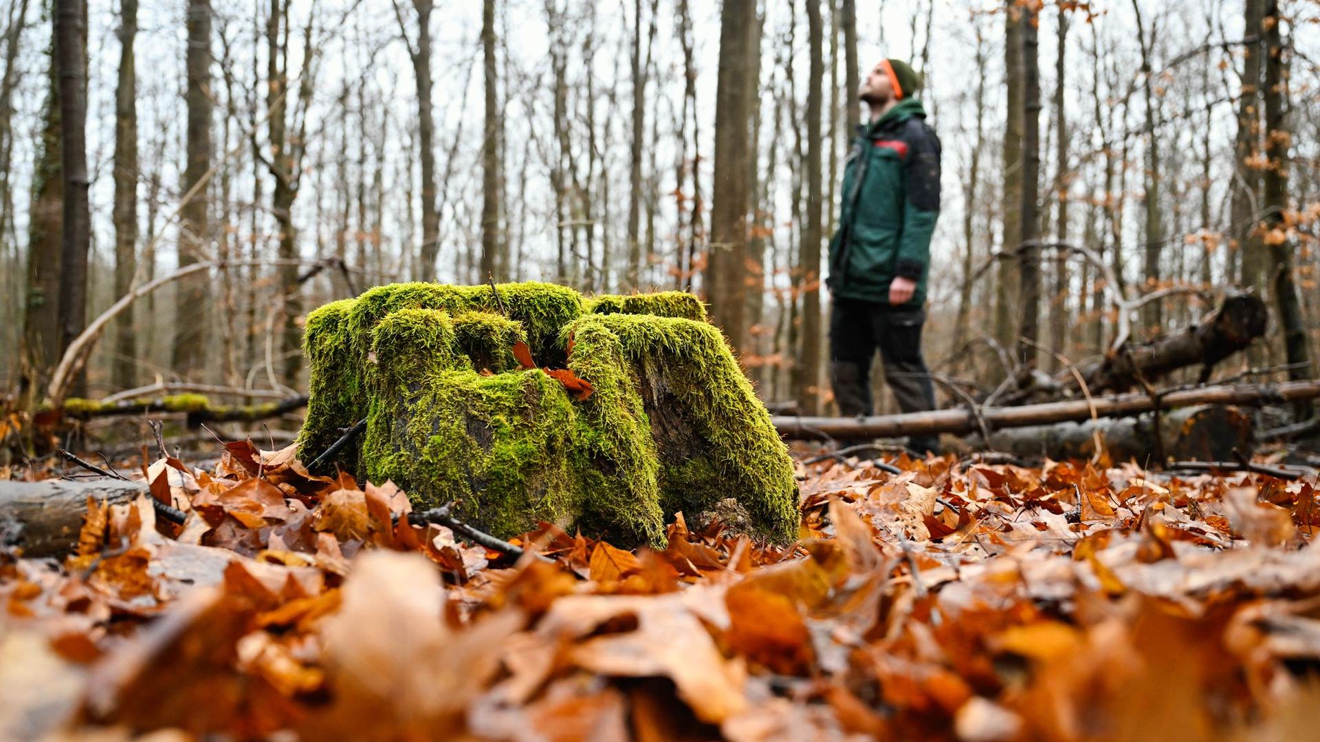 Klimawandel und Trockenheit: Wald im Wandel