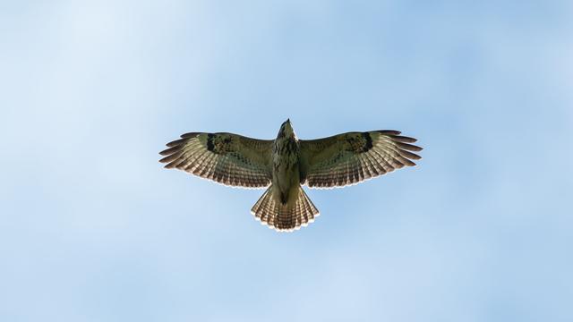 Tiere: Von Auto erfasst - Verletzter Bussard auf Parkplatz gefunden