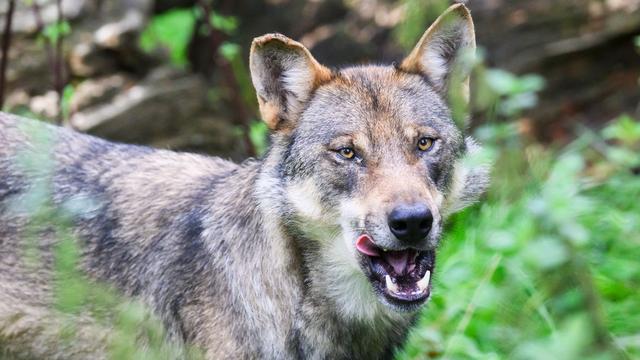 Unfälle: Wolf wird von Auto angefahren und stirbt