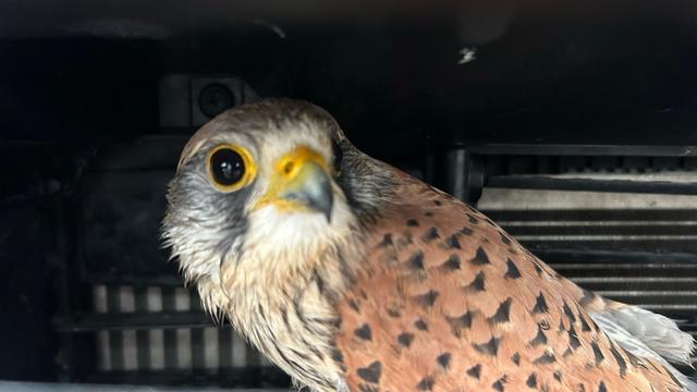 Tiere: Kleiner Falke steckt hinter Kühlergrill im Auto fest