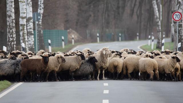 Schwaben: Hirte treibt Schafe über Straße – Auto fährt drei Tiere tot