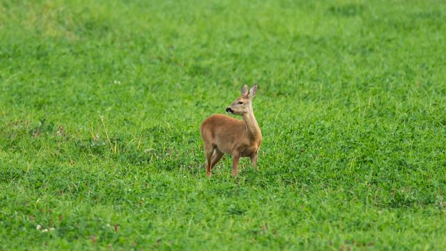 Wildfleisch: Jäger: Mehr Rehe und Wildschweine im Saarland verarbeitet
