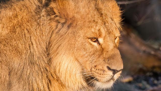 Tiere: Von Schwerin nach Schweden: Löwe Ravi zieht um