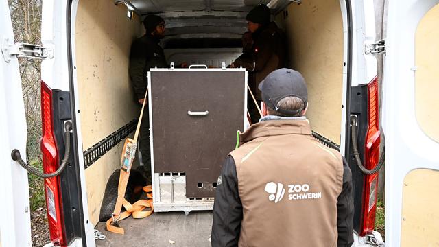 Tiere: Löwe Ravi auf dem Weg nach Schweden