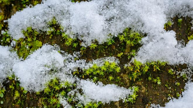 knstliche tannenbume mit schnee Knstlicher Weihnachtsbaum mit Schnee - Elsa