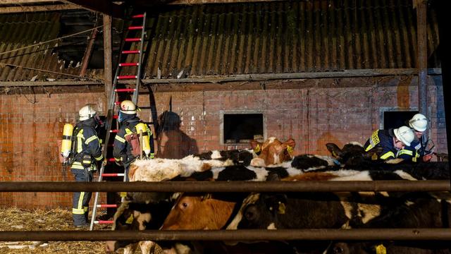 Feuer: Sieben Kälber sterben bei Brand in Rinderstall