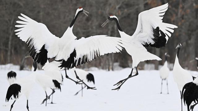 Extremes Winterwetter: Über 20 Tote durch Schneefälle in Japan seit Anfang Februar