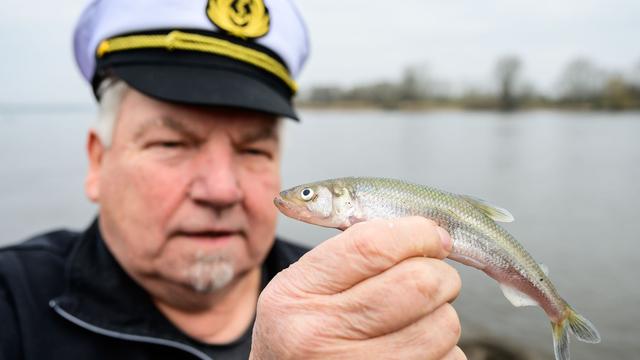 Fischerei: Stintsaison an der Elbe beginnt - "Wir sind guter Dinge"