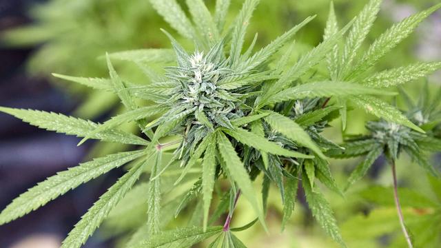 Cannabis-Anbau: Landesbehörde: Prüfen weiter Cannabis-Clubs