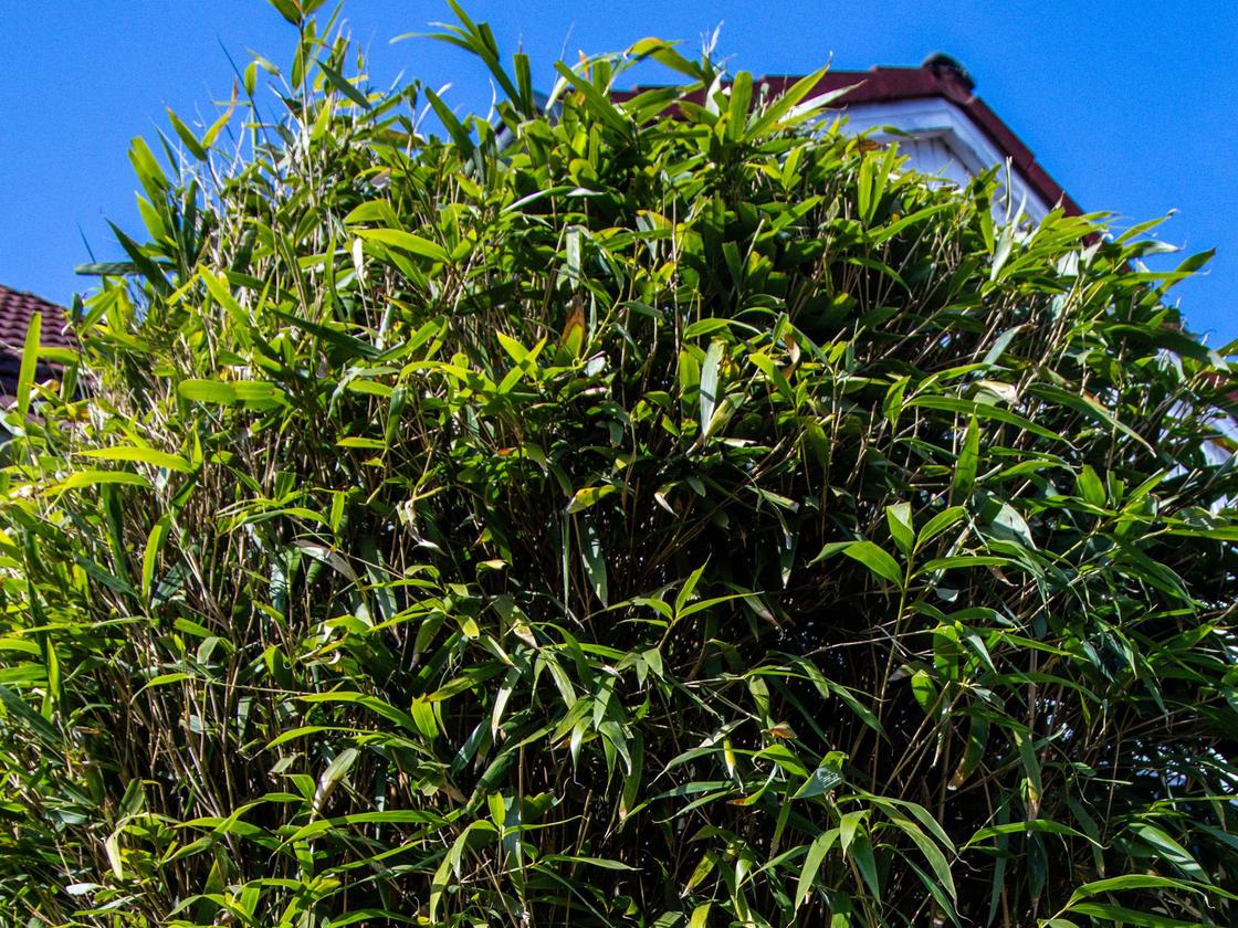 Nachbarstreit um Bambushecke: Kein Hhenlimit: Bundesgerichtshof klrt, was  eine Hecke ist | DIE ZEIT