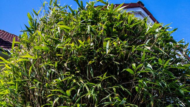 Nachbarstreit um Bambushecke: Kein Hhenlimit: Bundesgerichtshof klrt, was  eine Hecke ist | DIE ZEIT