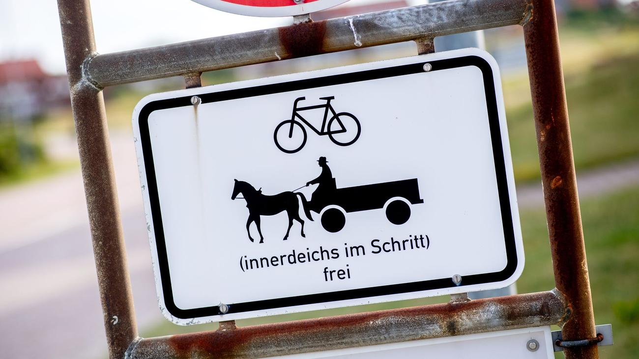 Inselleben: Pferde kommen zum Saisonstart per Fähre zurück nach Baltrum