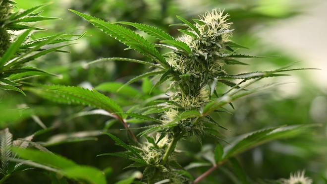 Symbolic image of cannabis leaves