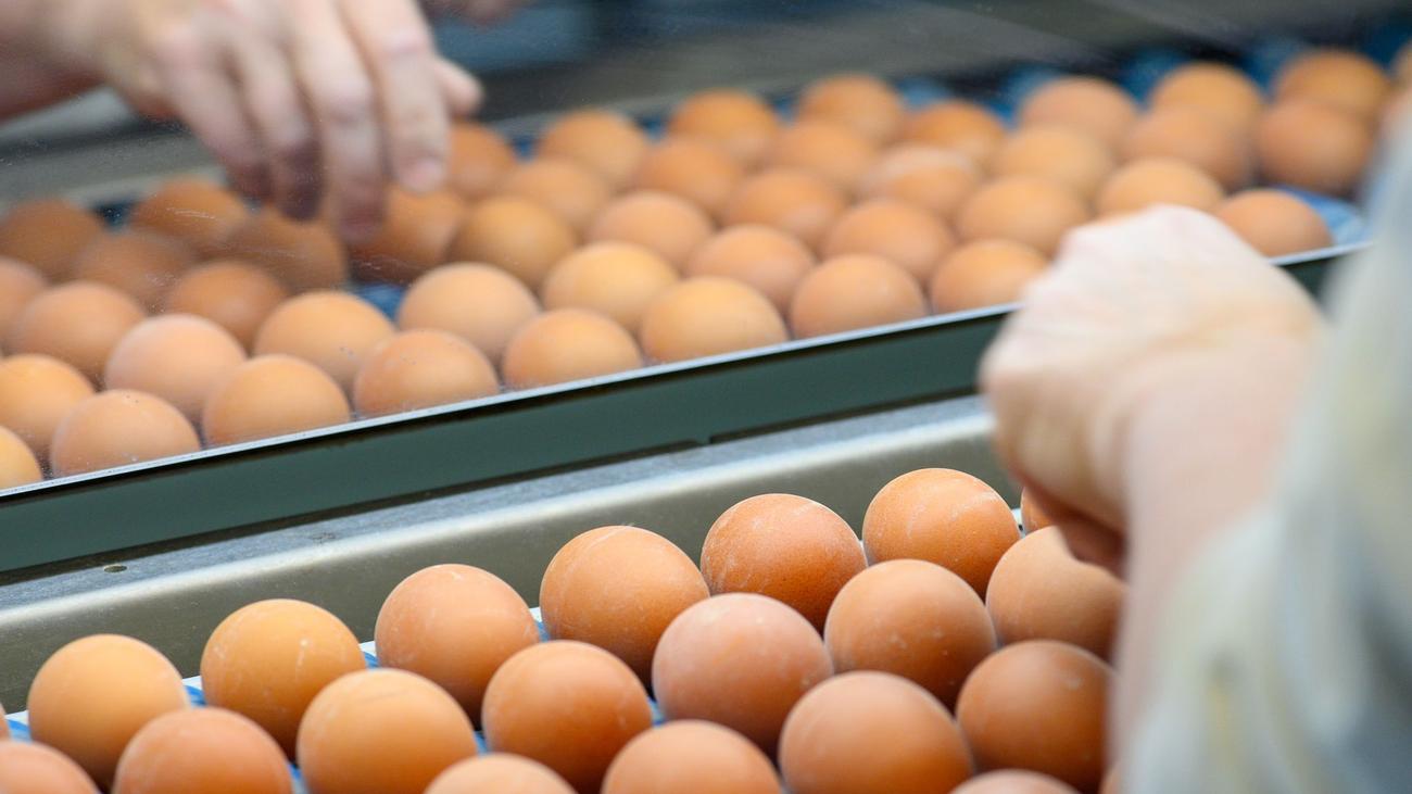 Verbraucherkosten: Eierpreise gestiegen - Osternest wird teurer 