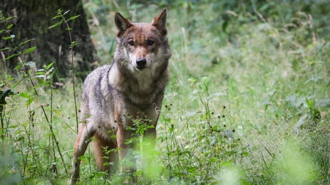 Animals: The shooting of a wolf is basically a crime, it said. (Symbol image)