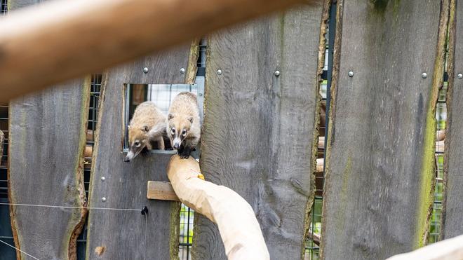 New animal species for Zoo Münster: Two Belarine nose bears are very hesitant to explore their new enclosure.