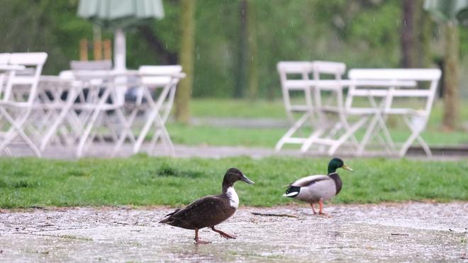Wetter: Der DWD hat für ganz Sachsen eine Wetterwarnung ausgesprochen. (Symbolbild)