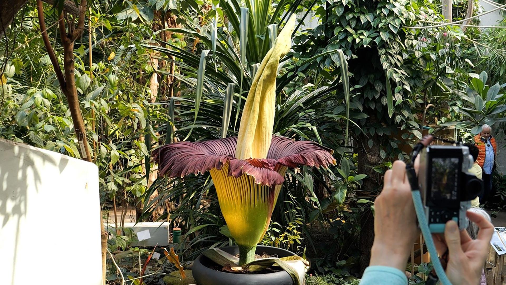 Natur: Seltene Titanenwurz-Blüte in Bremen ist aufgegangen