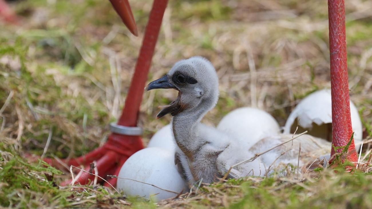 Storchenjungen: Nachwuchs bei den Störchen im Wildpark Eekholt