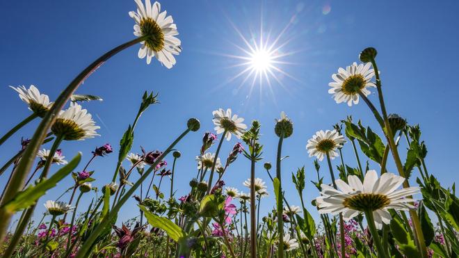 Wetter: Milde Temperaturen und Sonnenschein erwarten die Menschen in Sachsen, Sachsen-Anhalt und Thüringen.