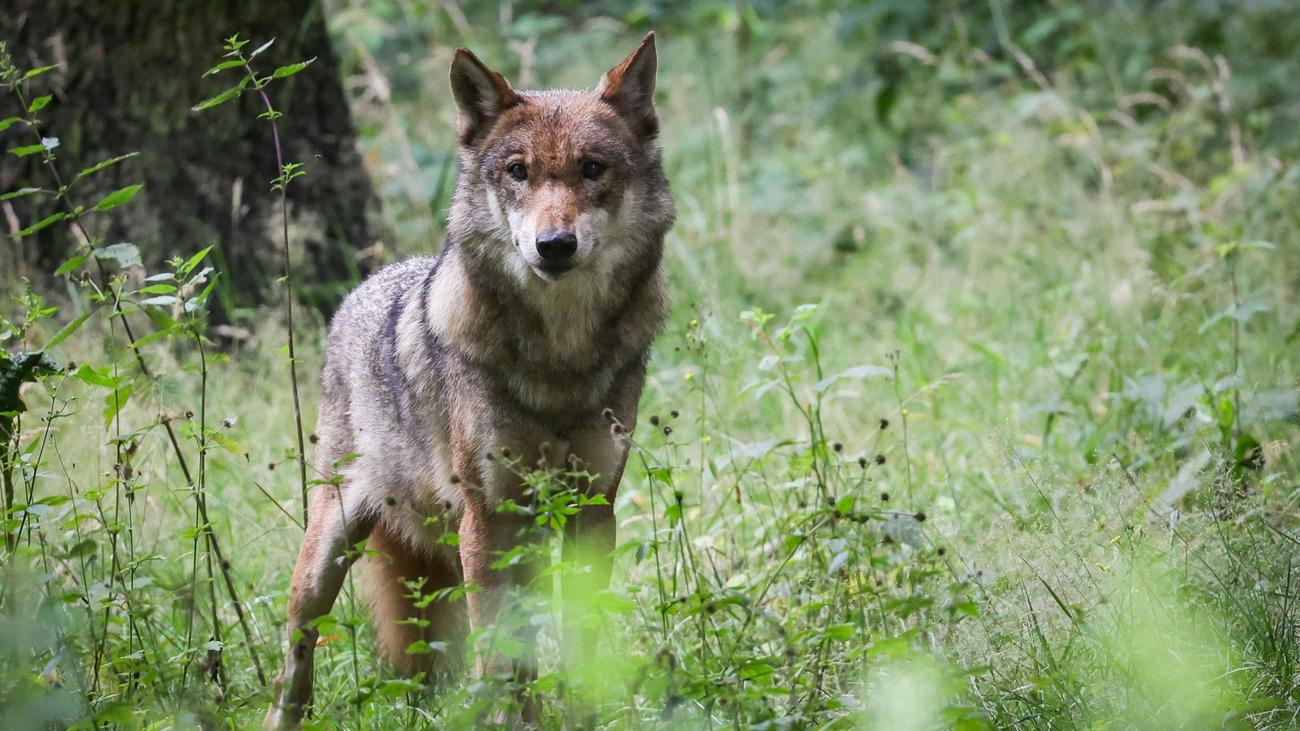 Artenschutz: Wolfsjagd gefordert - Naturschützer kritisieren Ministerin