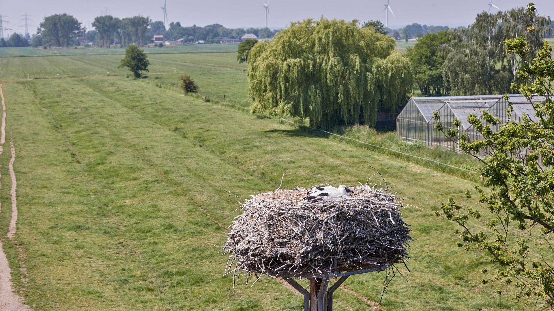Tierisches: Erster Nachwuchs bei Hamburgs Störchen - 57 Brutpaare