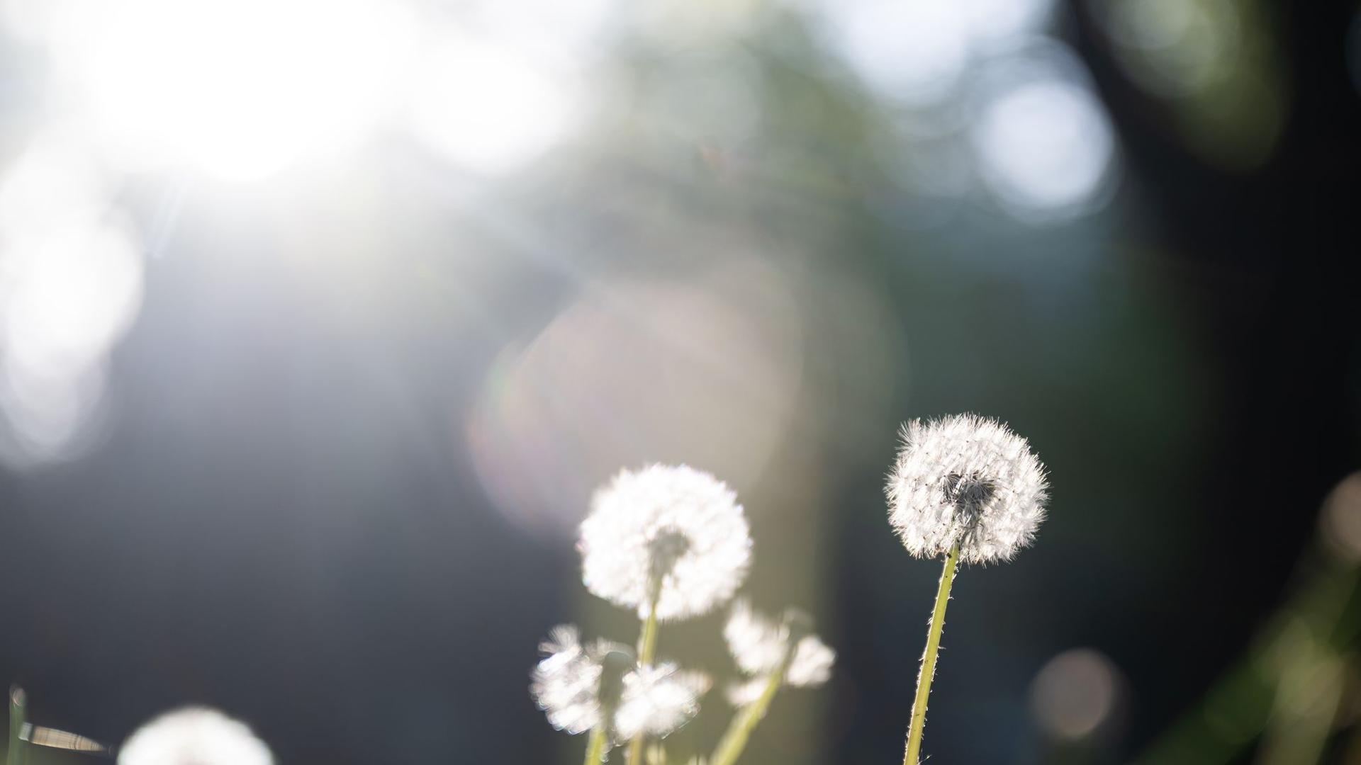 Wetter: Sommerliche Temperaturen in Berlin und Brandenburg
