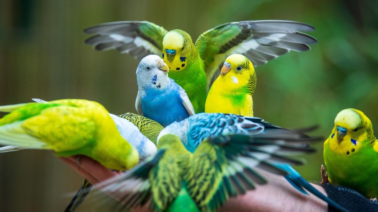 Tiere: Diebe stehlen Ziervögel eines 83-Jährigen