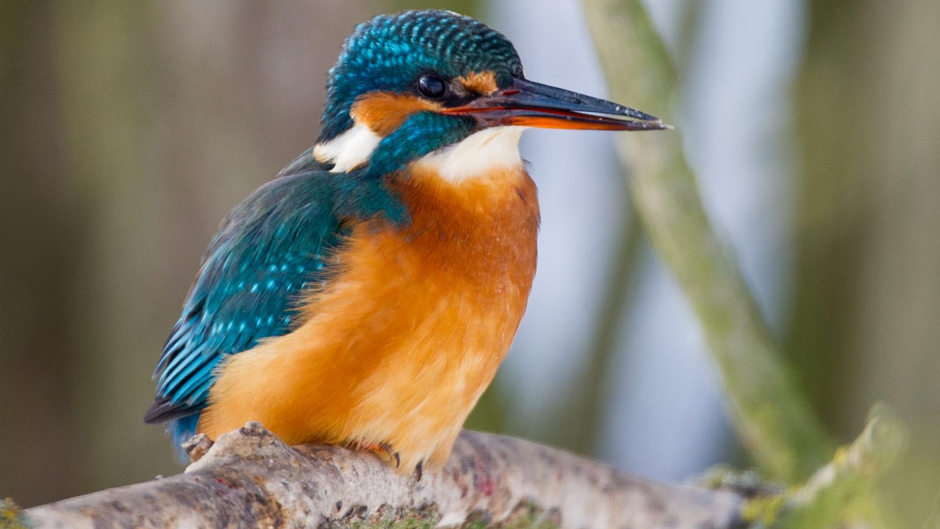 Naturschutz: Eisvogel bis Spatz: Berliner zum Vogelzählen aufgerufen