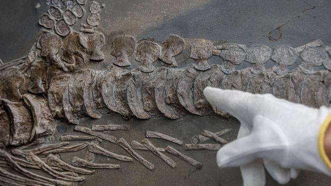 Fischsaurier: Ichthyosaurus-Fossil per Kran in Zoologisches Museum ...