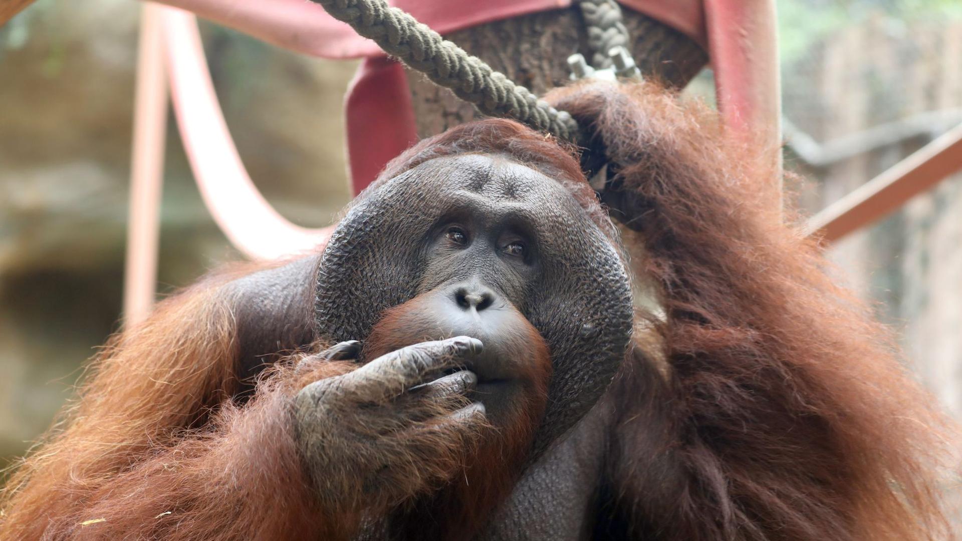 Tiere: Nach über 30 Jahren im Rostocker Zoo: Orang-Utan Ejde tot