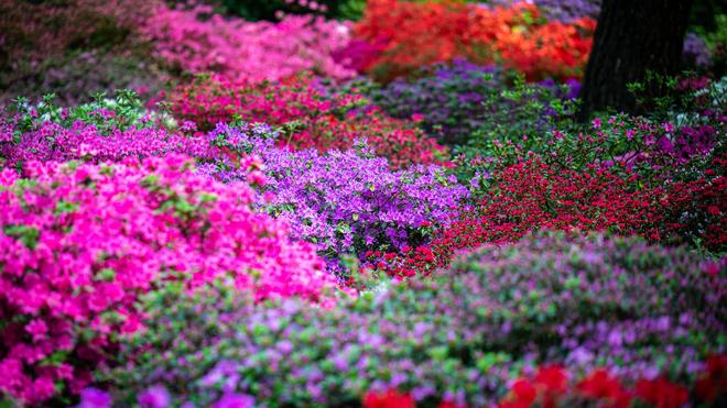 Bltenmeer in Bremen: Frhe Blte im Rhododendron-Park | DIE ZEIT