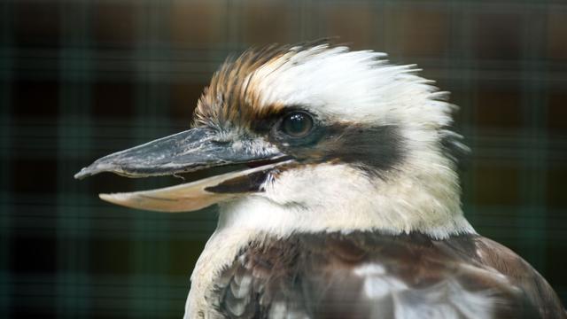 Bei Verkehrskontrolle: Riesentukan und Jägerliest: Geschützte Vögel in Transporter