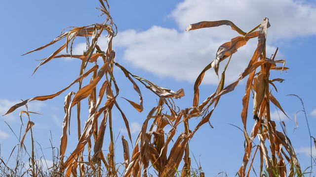Faktencheck: Wetter extrem: Wie gut sind Langzeitprognosen wirklich?