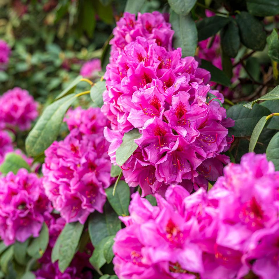 rhododendron hirsutum kaufen Almrausch kaufen main image 1