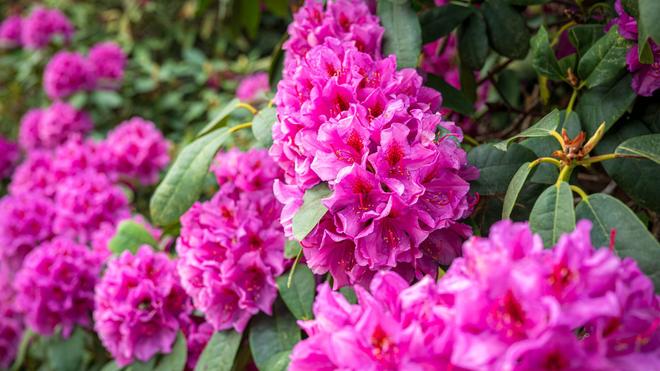 Aktionstage in Bad Zwischenahn: Bltenmeer in Pink und Pastell - Park  feiert Rhododendron | DIE ZEIT