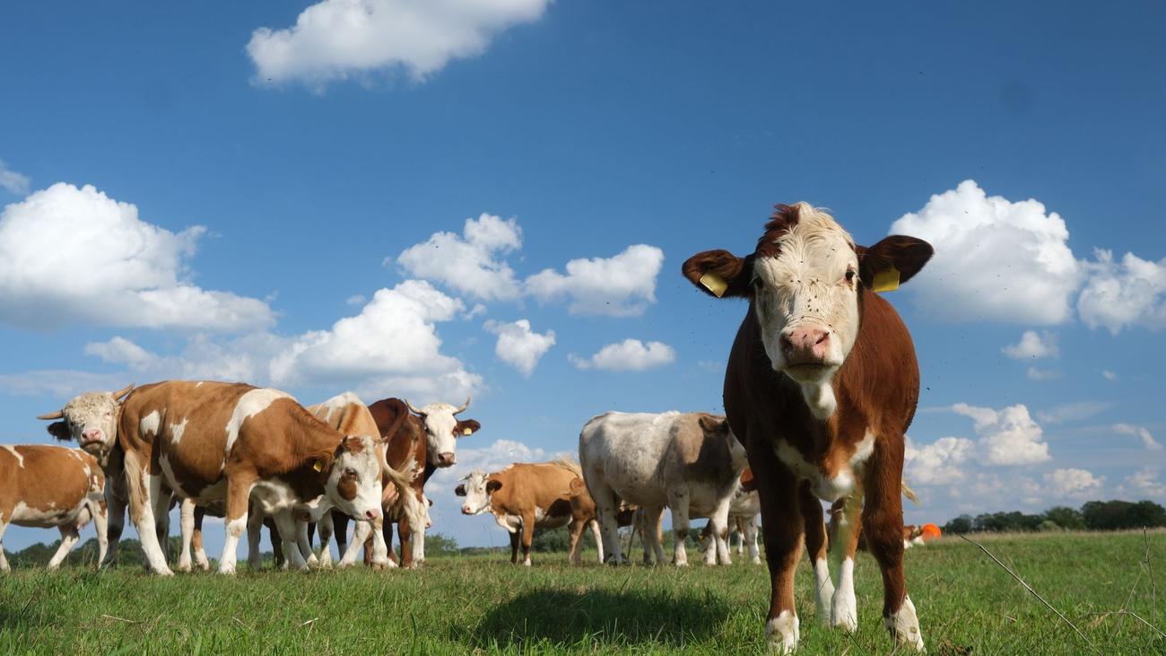 Statistik: Sächsische Milchkühe geben besonders viel Milch
