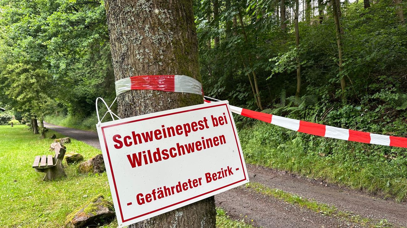 Tierkrankheiten: Land und Kreis informieren über Schweinepest-Maßnahmen