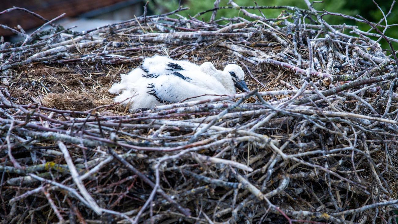 Tierrettung: Feuerwehr rettet Jungstörche mit Drehleiter aus Nest