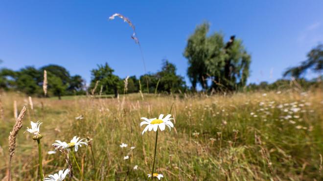 Wetter: Passend zum Sommeranfang soll es am Wochenende in Berlin und Brandenburg heiß und sonnig werden. (Archivbild)