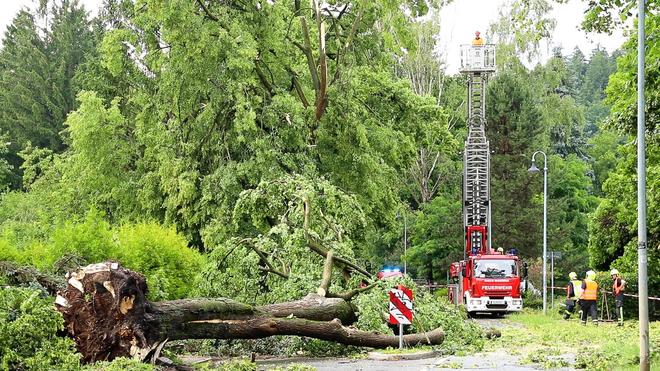  Heftige Sturmböen sorgten am Montag für umgeknickte Bäume und blockierte Straßen und Gleise in Chemnitz und Umgebung.